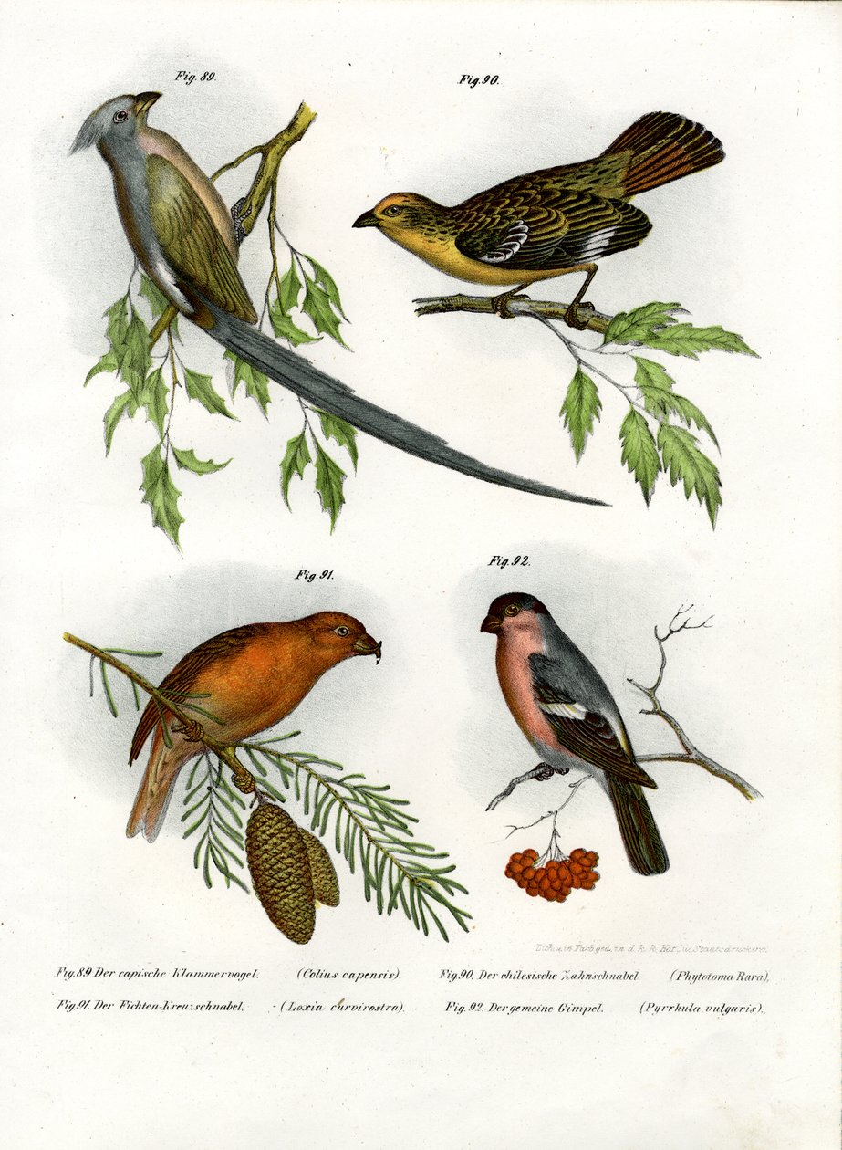 Mousebird ، 1864 بواسطة المدرسة الألمانية