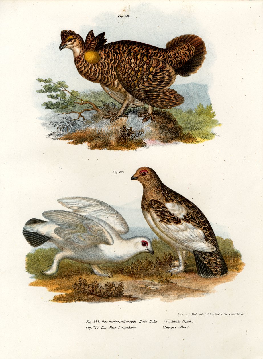 طائر محروق ، 1864 بواسطة المدرسة الألمانية