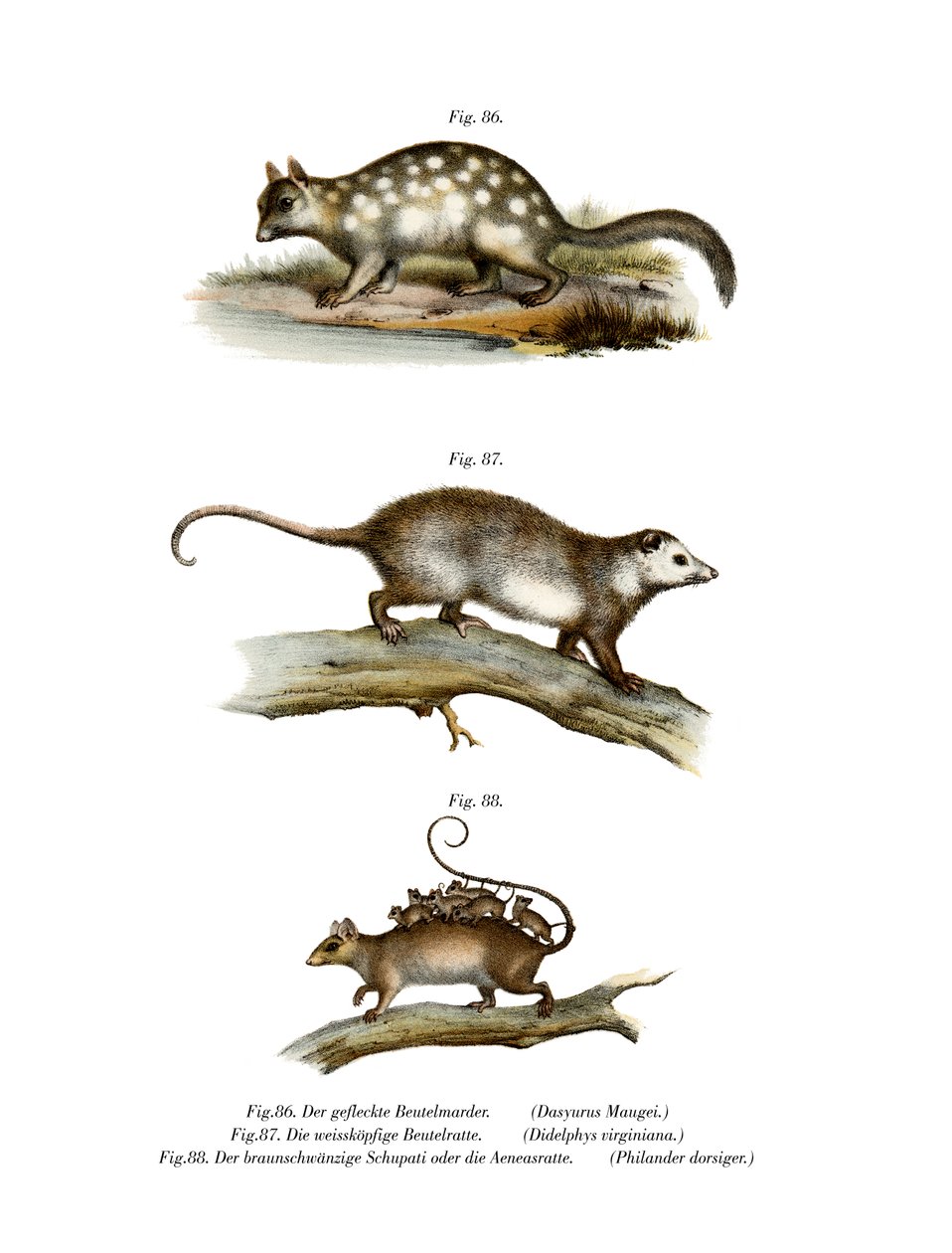 Quoll ، 1860 بواسطة المدرسة الألمانية