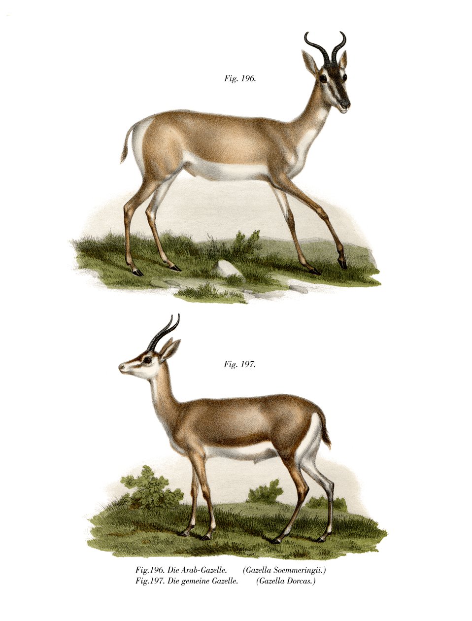 الصومالية Soemmerring Gazelle ، 1860 بواسطة المدرسة الألمانية