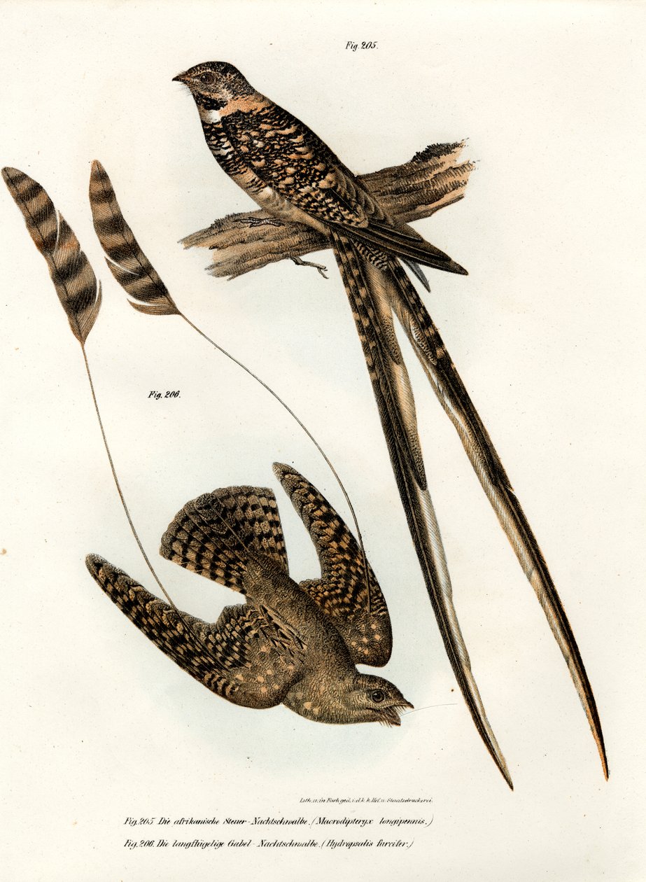 Nightjar ذو الأجنحة القياسية ، 1864 بواسطة المدرسة الألمانية