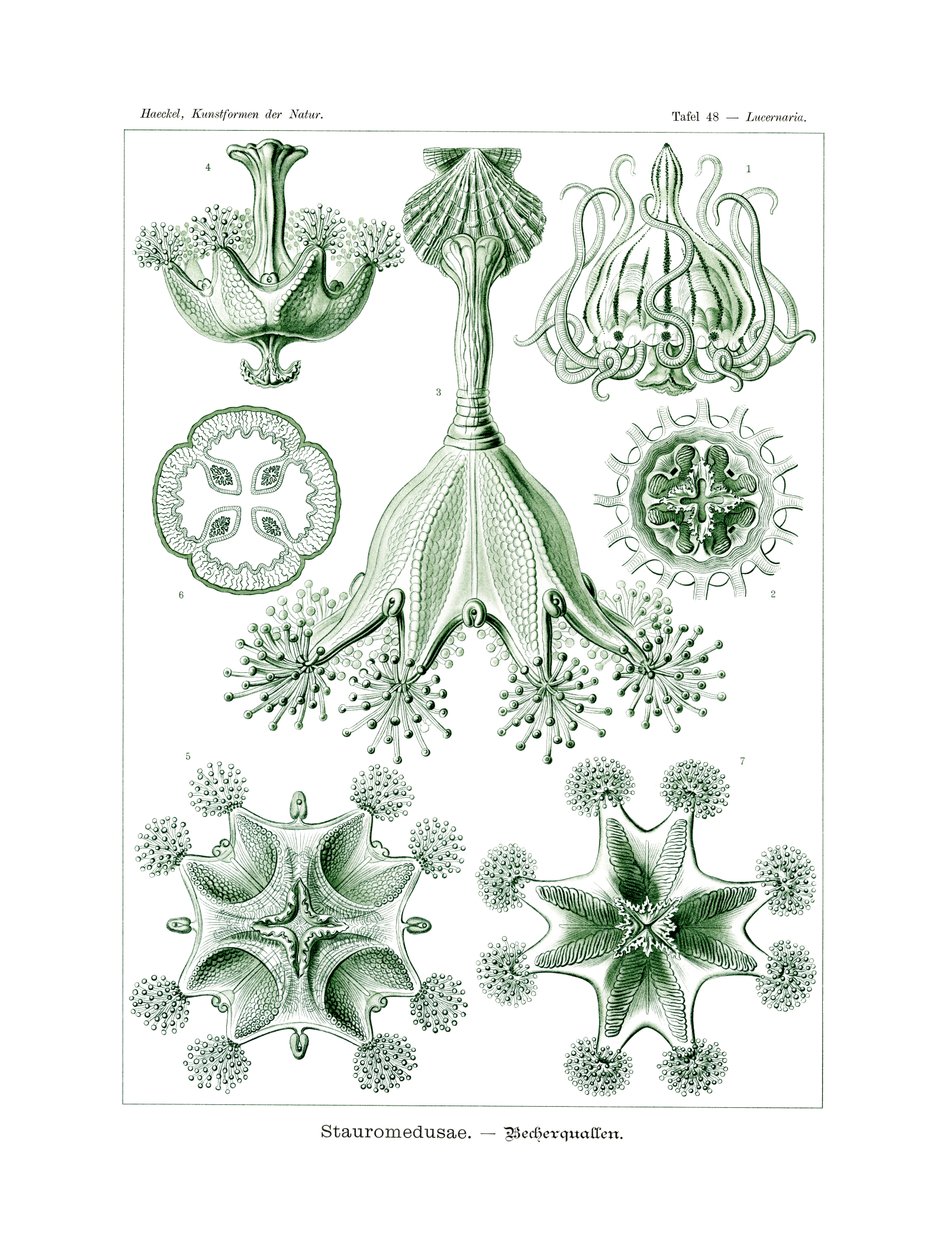 Stauromedusae1899-1904 بواسطة المدرسة الألمانية