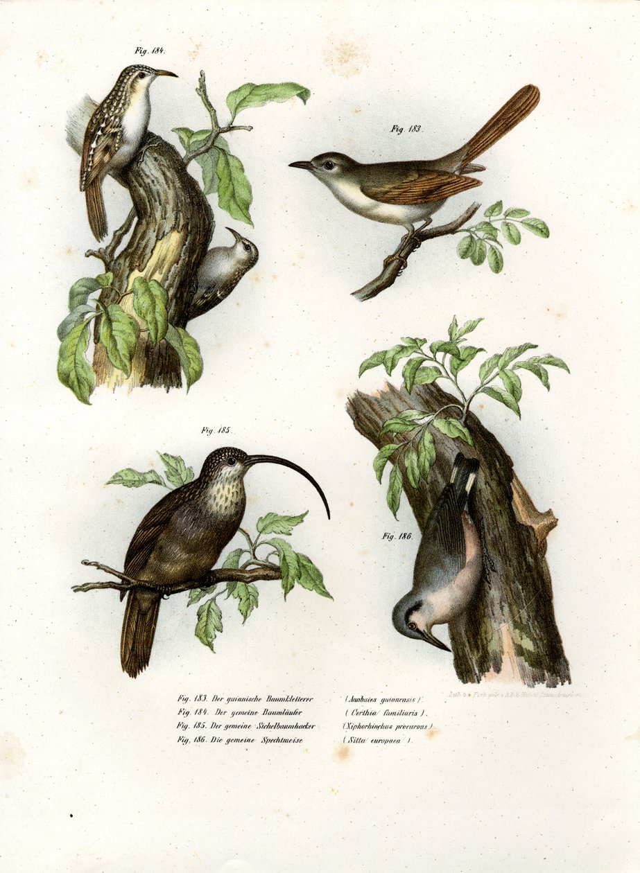 Treecreeper ، 1864 بواسطة المدرسة الألمانية