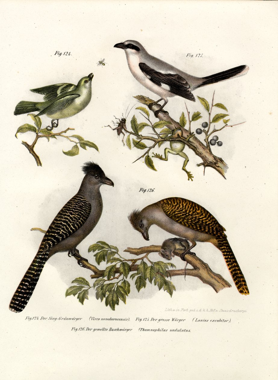 Vireo أبيض العينين ، 1864 بواسطة المدرسة الألمانية