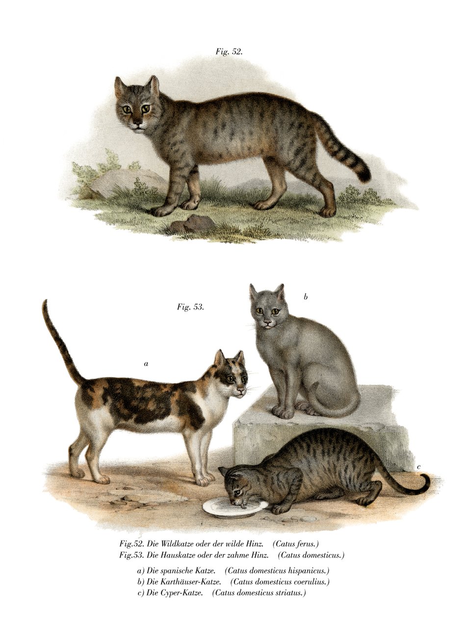 Wildcat ، 1860 بواسطة المدرسة الألمانية