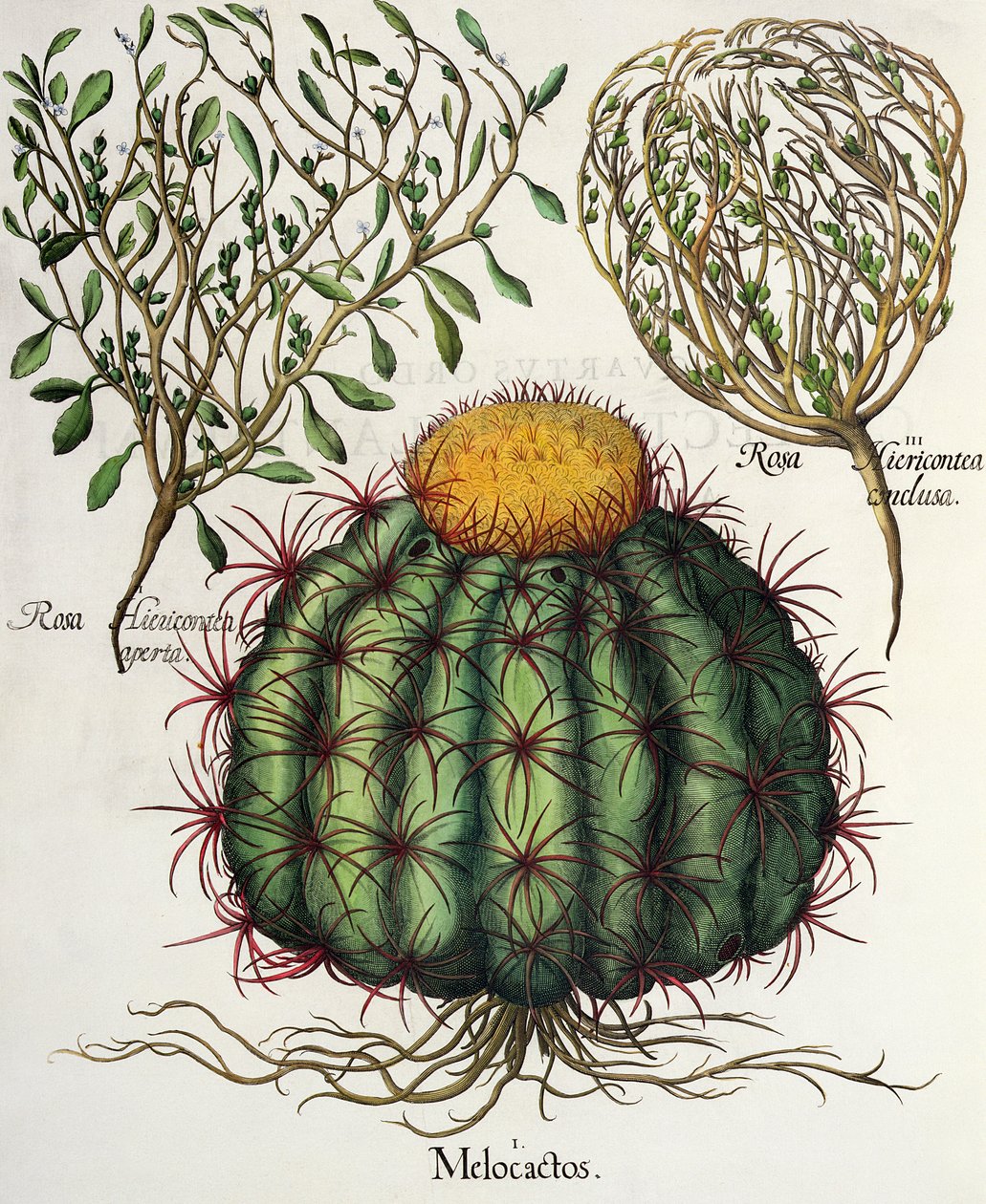 1. Melocactus ؛ 2.روزا Hiericontea مفتوحة ؛ 3- روزا هيريكونتيا اختُتمت من الاستيتيسيس بقلم باسل بيسلر (1561-1629) ، الحانة. 1613 بواسطة المدرسة الألمانية
