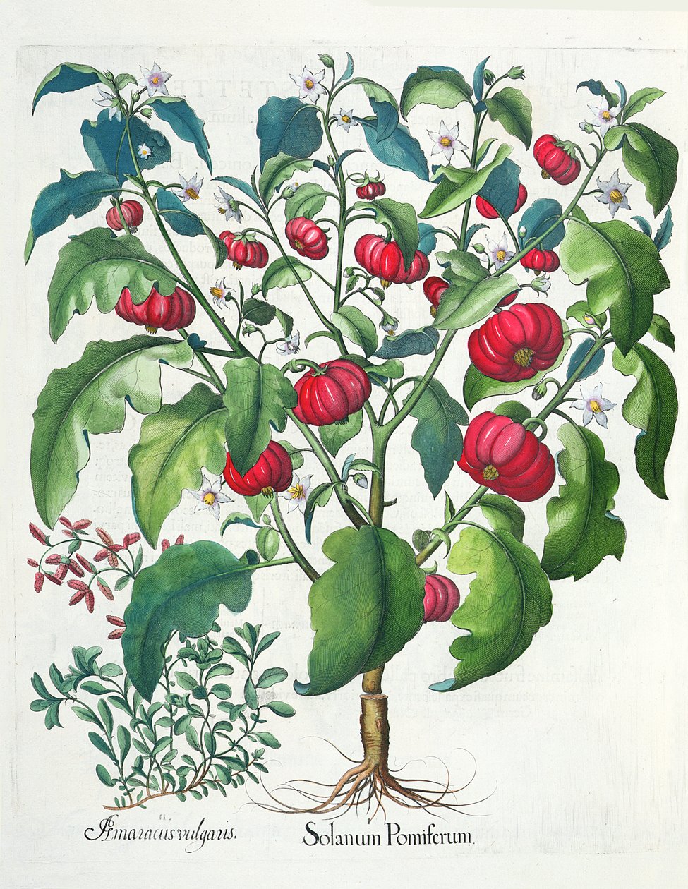 1. إنتاج الصولان. 2.أماراكوس مشهور ، من Eystettensis بقلم Basil Besler (1561-1629) ، حانة. 1613 بواسطة المدرسة الألمانية