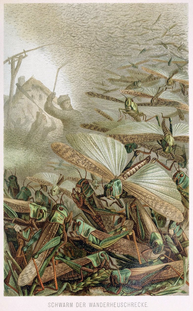 سرب من الجراد ، من Brehms Tierleben ، حانة. 1860s بواسطة المدرسة الألمانية