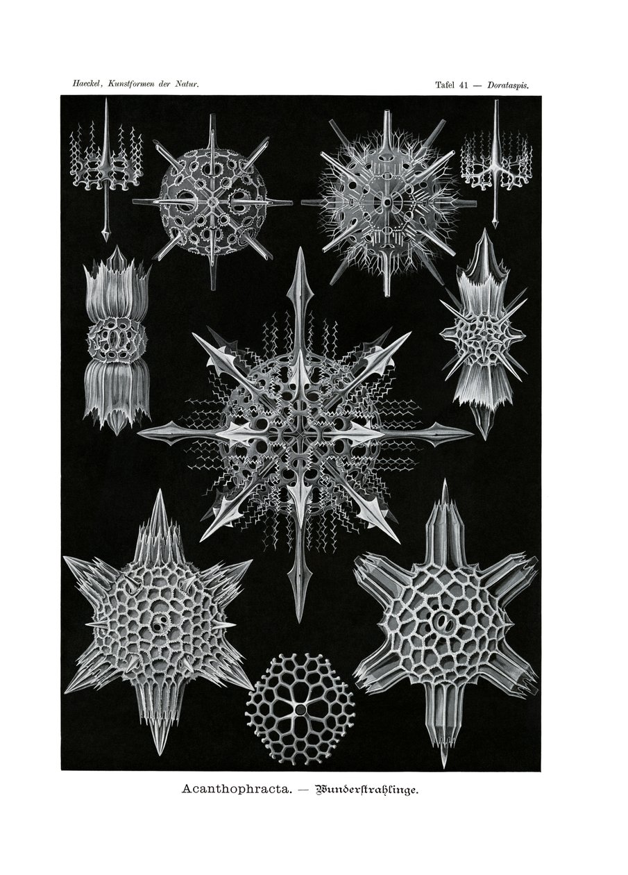 Acanthophracta ، 1899-1904 بواسطة المدرسة الألمانية