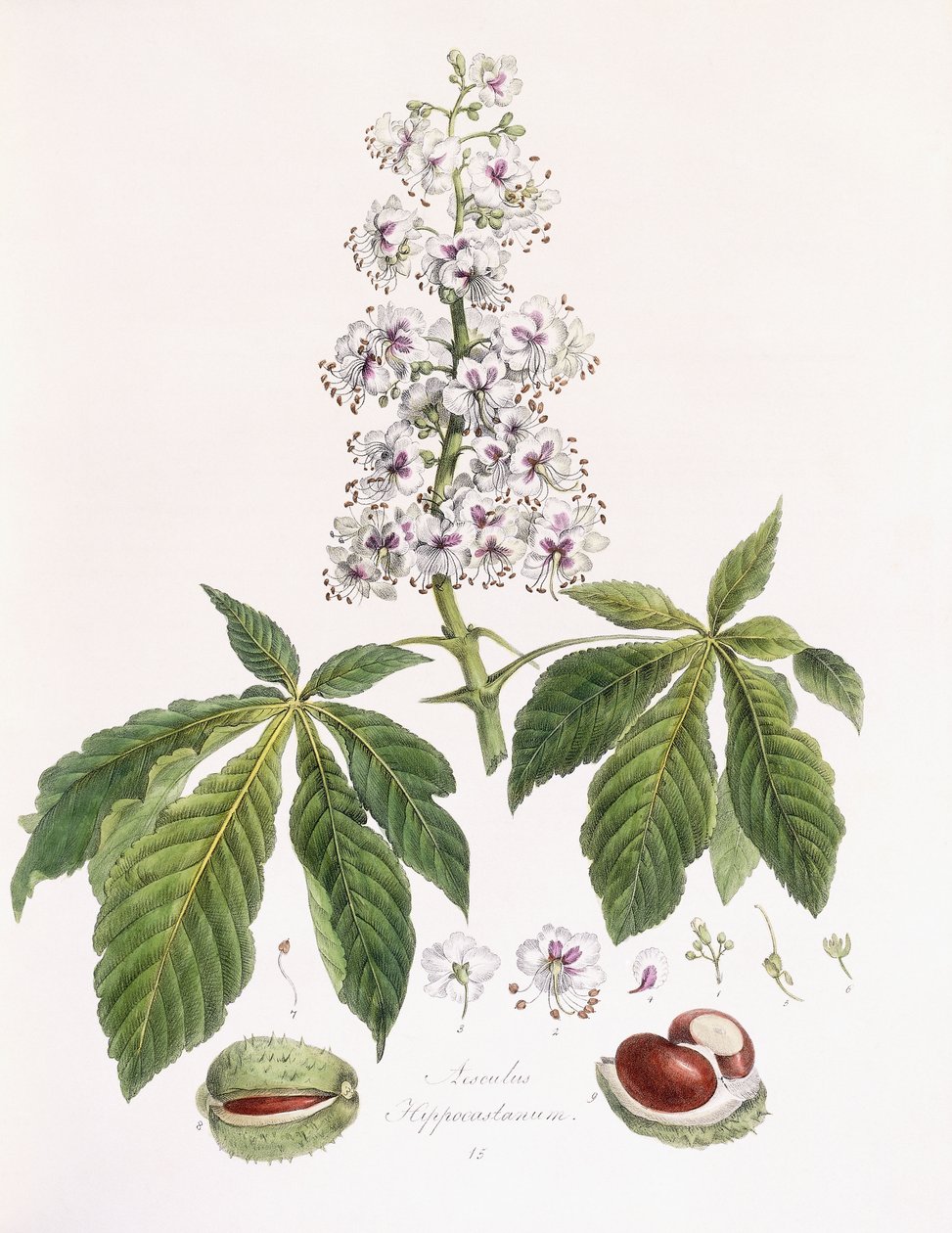 Aesculus Hippocastanum بواسطة المدرسة الألمانية
