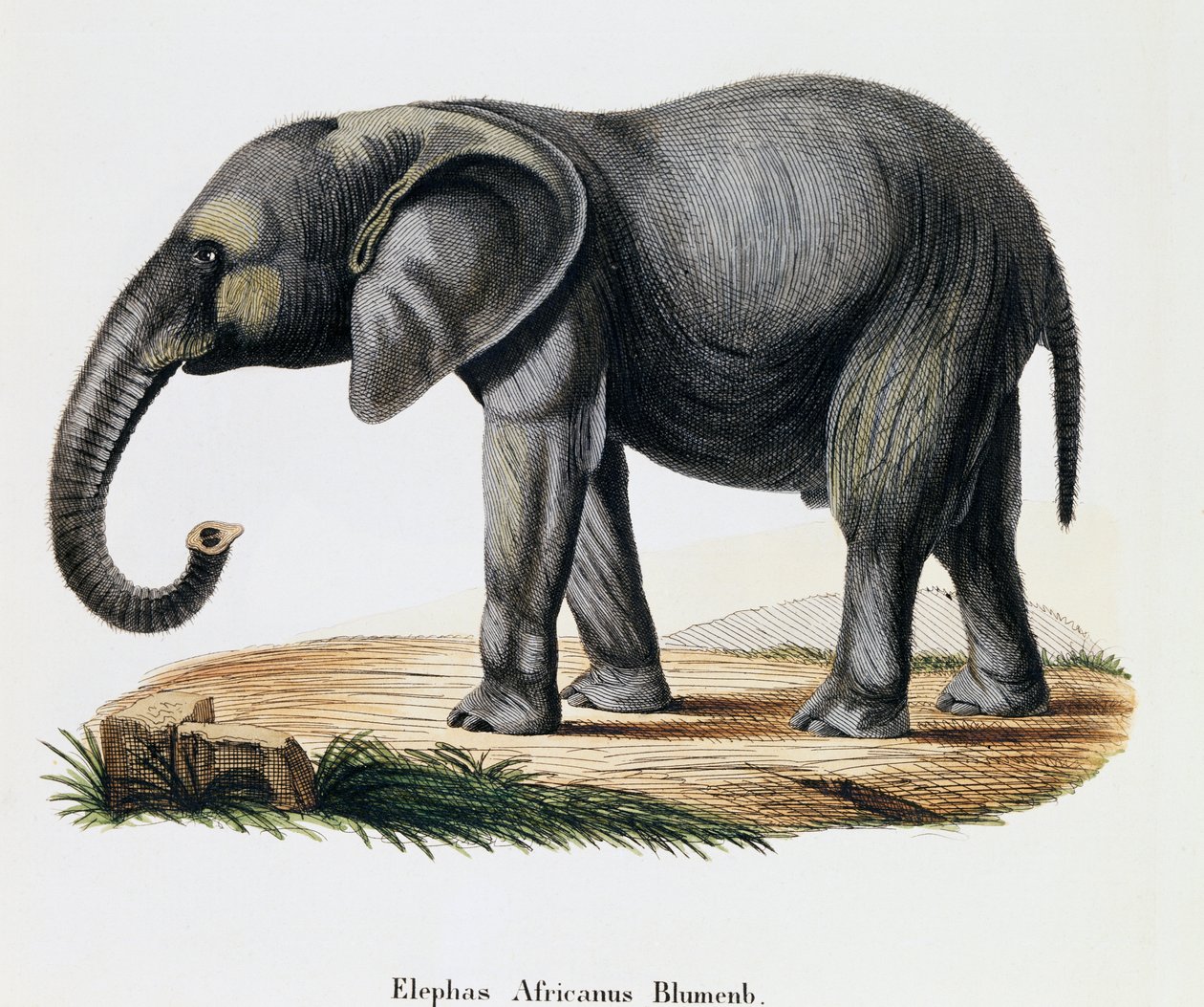 African Elephant (Elephas africanus), from Mammals illustrated from Nature with descriptions, by Johann Christian Daniel von Schreber (1739-1810), engraving by IC Bock after drawing by A Fleischmann, Germany بواسطة المدرسة الألمانية