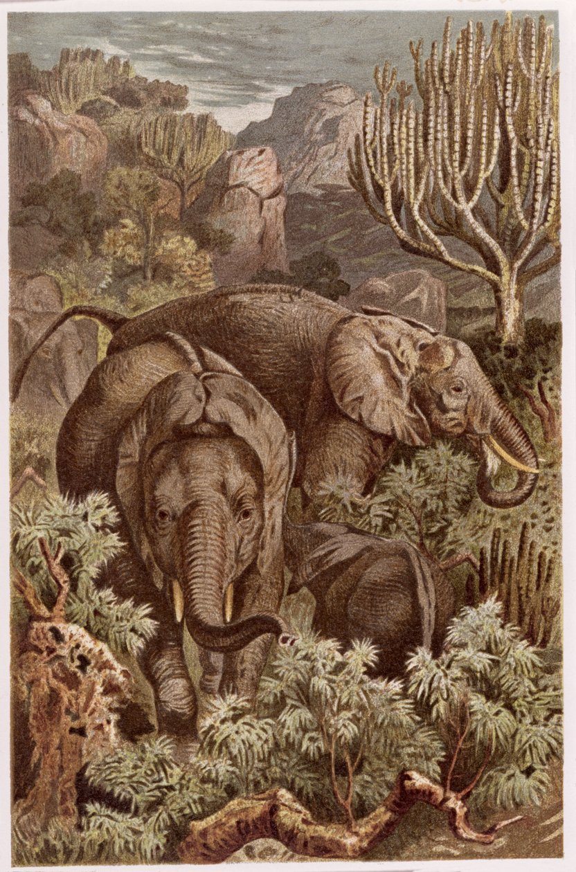 الفيل الأفريقي ، لوحة من Brehms Tierleben: General Knowledge of the Animals ، المجلد 3 ، ص. 9 ، نشره المعهد الببليوغرافي ، 1891 بواسطة المدرسة الألمانية