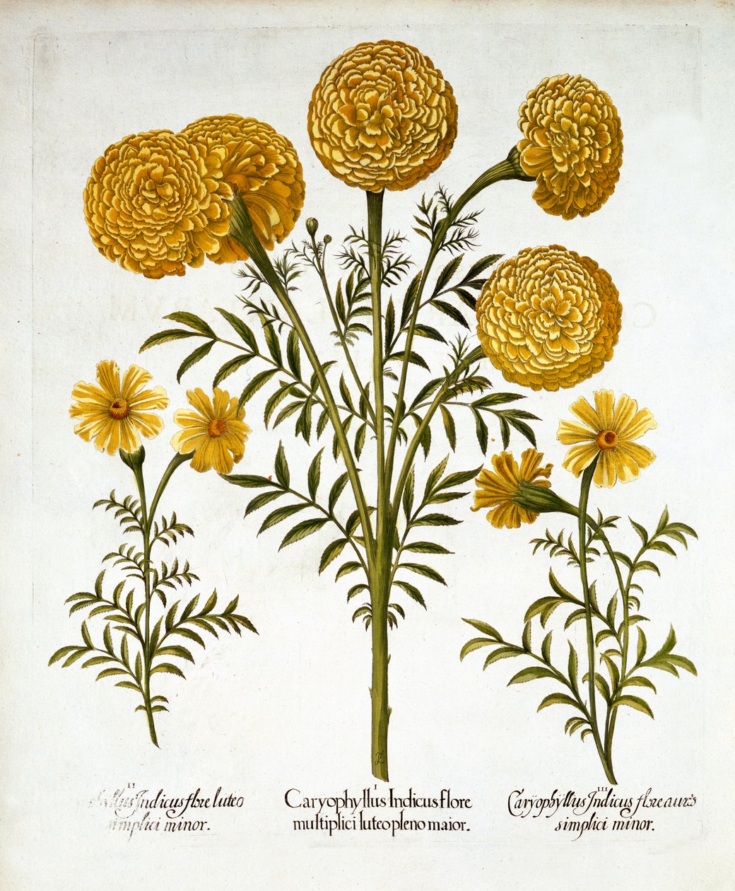 القطيفة الأفريقية والقطيفة الفرنسية ، من Hortus Eystettensis ، بقلم Basil Besler (1561-1629) ، حانة. 1613 (نقش يدوي) بواسطة المدرسة الألمانية