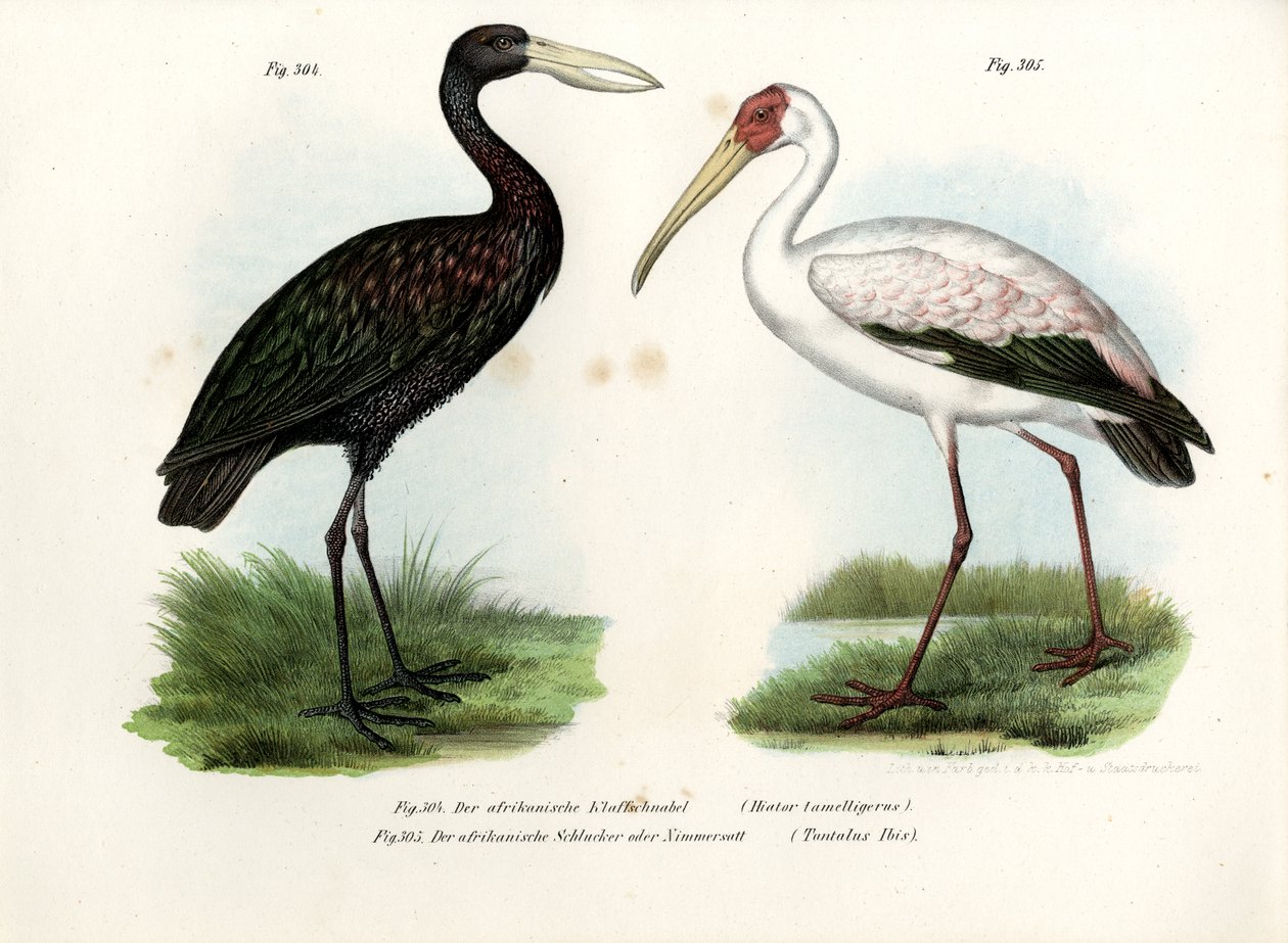 Openbill Stork الأفريقية ، 1864 بواسطة المدرسة الألمانية