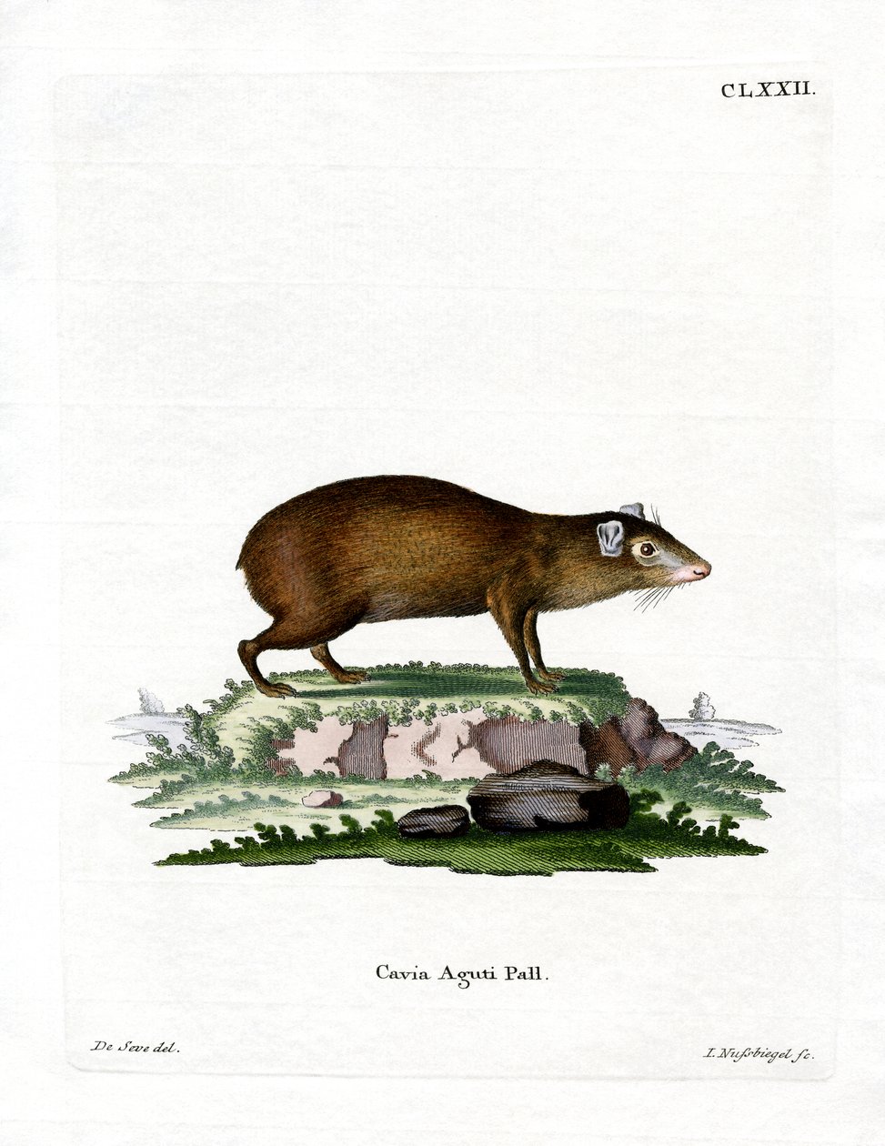 Agouti (نقش ملون) بواسطة المدرسة الألمانية