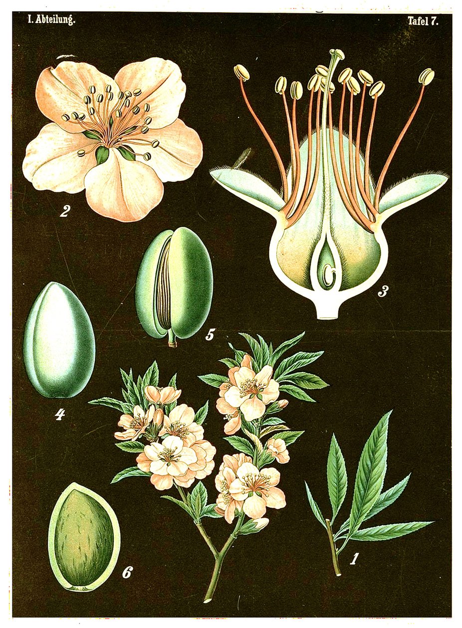اللوز (Prunus Amygdalus) ج .1890 (chromolithograph) بواسطة المدرسة الألمانية