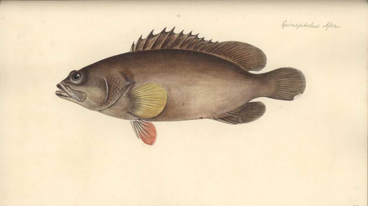 Alphestes afer قبل 1793 (مرحاض على ورق) بواسطة المدرسة الألمانية