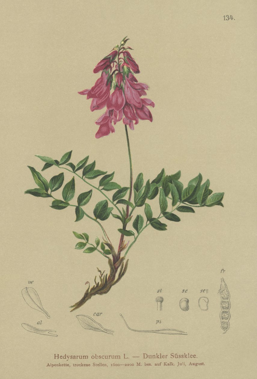 جبال الألب (BEAR غير واضح ، BEAR hedysaroides) بواسطة المدرسة الألمانية