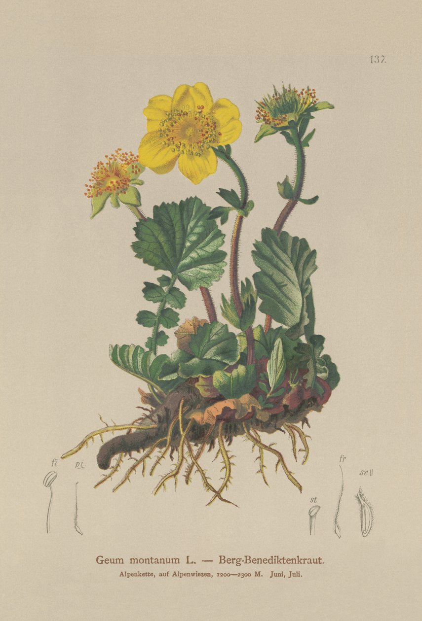 جبال الألب Avens (Geum montanum) بواسطة المدرسة الألمانية