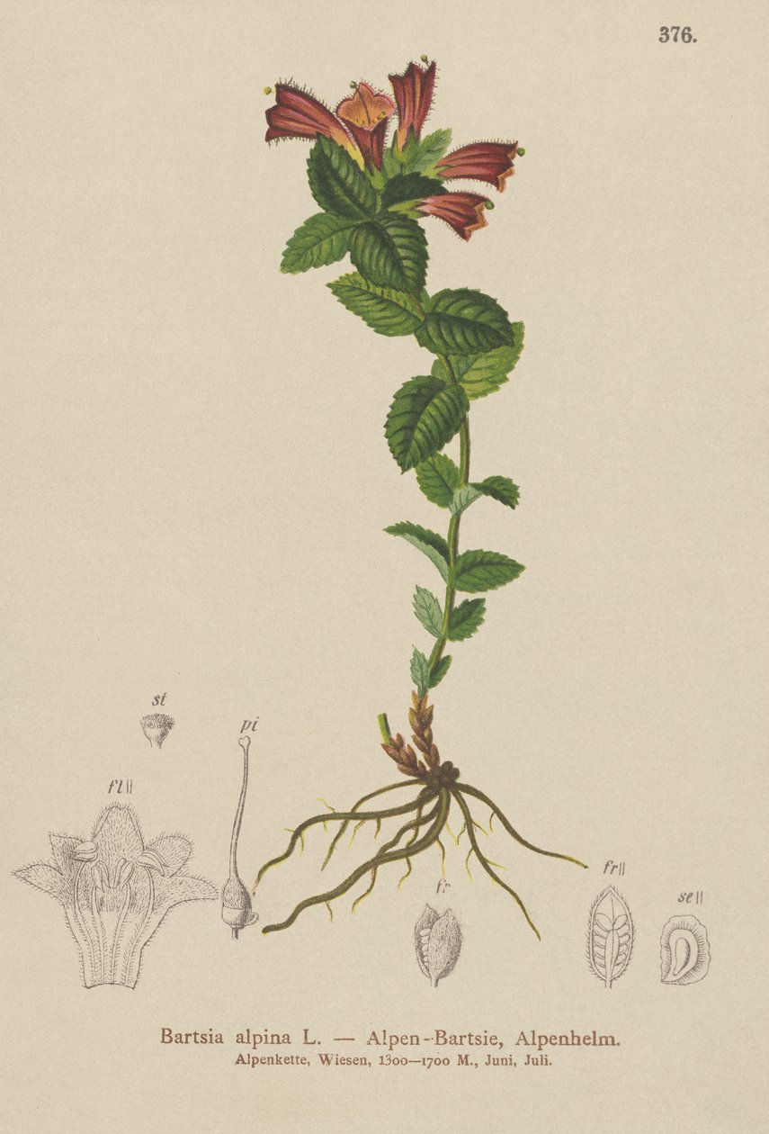 جبال الألب Bartsia (Bartsia alpina) بواسطة المدرسة الألمانية