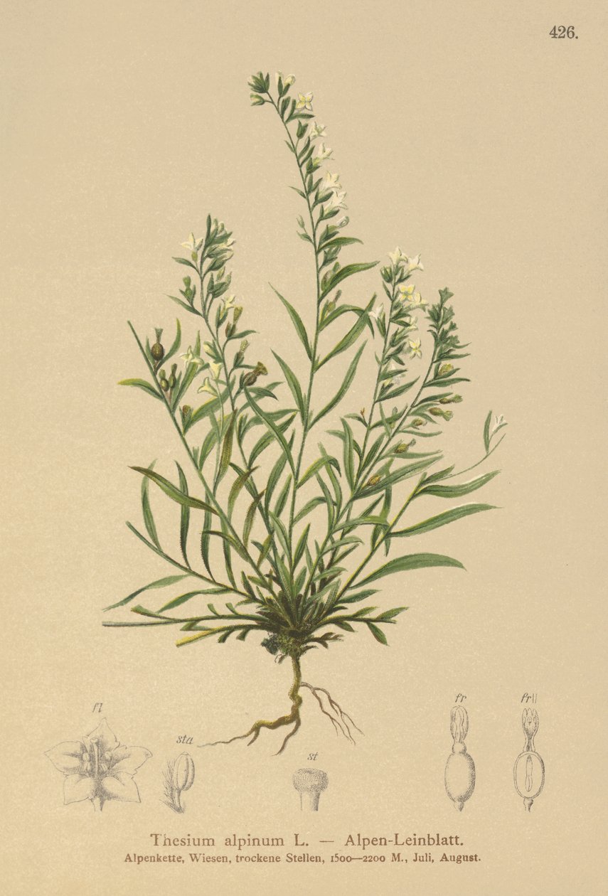 Alpine Bastard Toadflax (الثيوم الألبينيوم) بواسطة المدرسة الألمانية