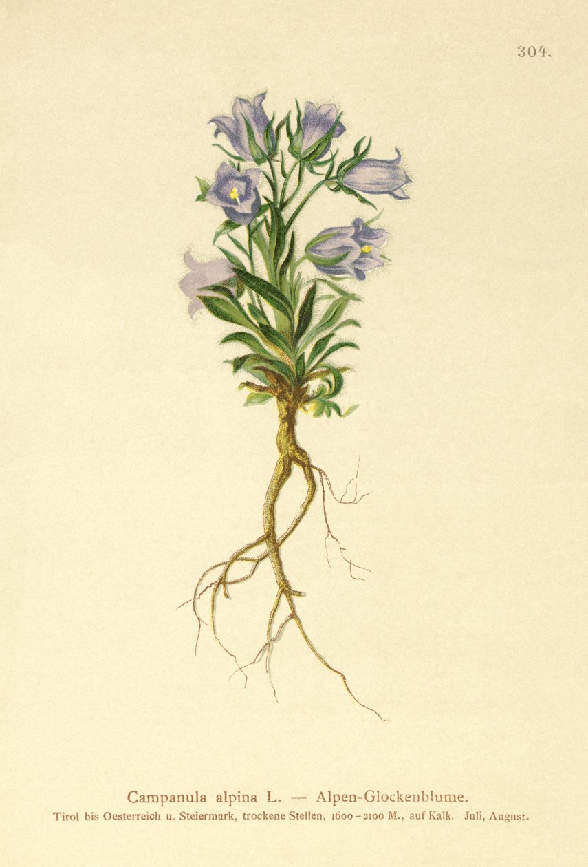 Alpine Bellflower (Campanula alpina) بواسطة المدرسة الألمانية