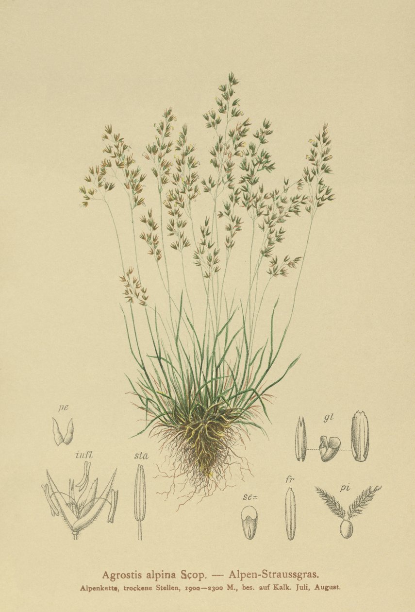 Alpine Bentgrass (Agrostis alpina ، Aira flavescens) بواسطة المدرسة الألمانية