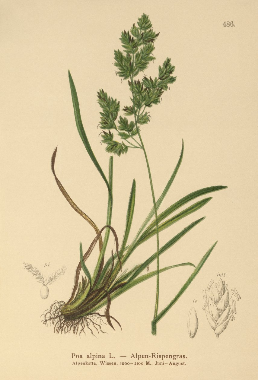 جبال الألب Bluegrass (Poa alpina) بواسطة المدرسة الألمانية