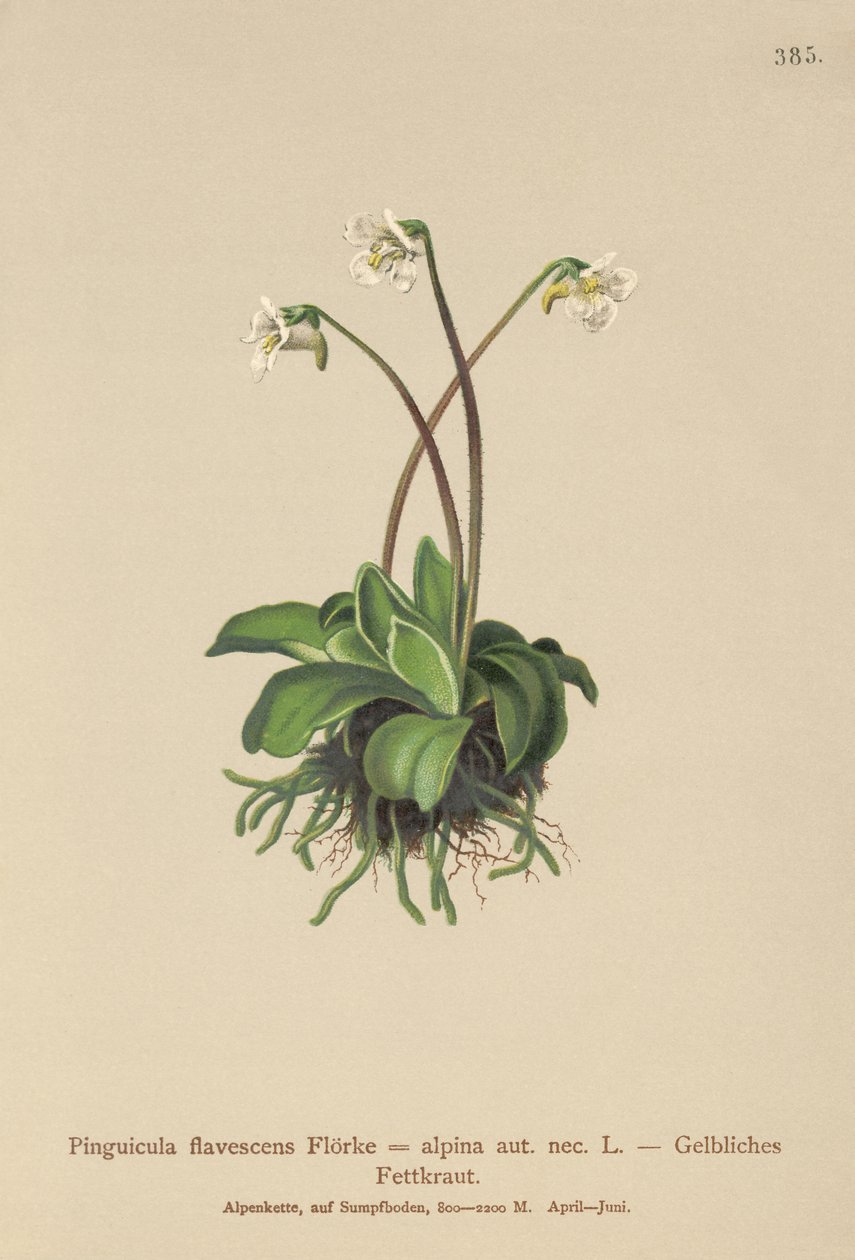 عشبة زبدة الألب (Pinguicula flavescens، Pinguicula alpina) بواسطة المدرسة الألمانية