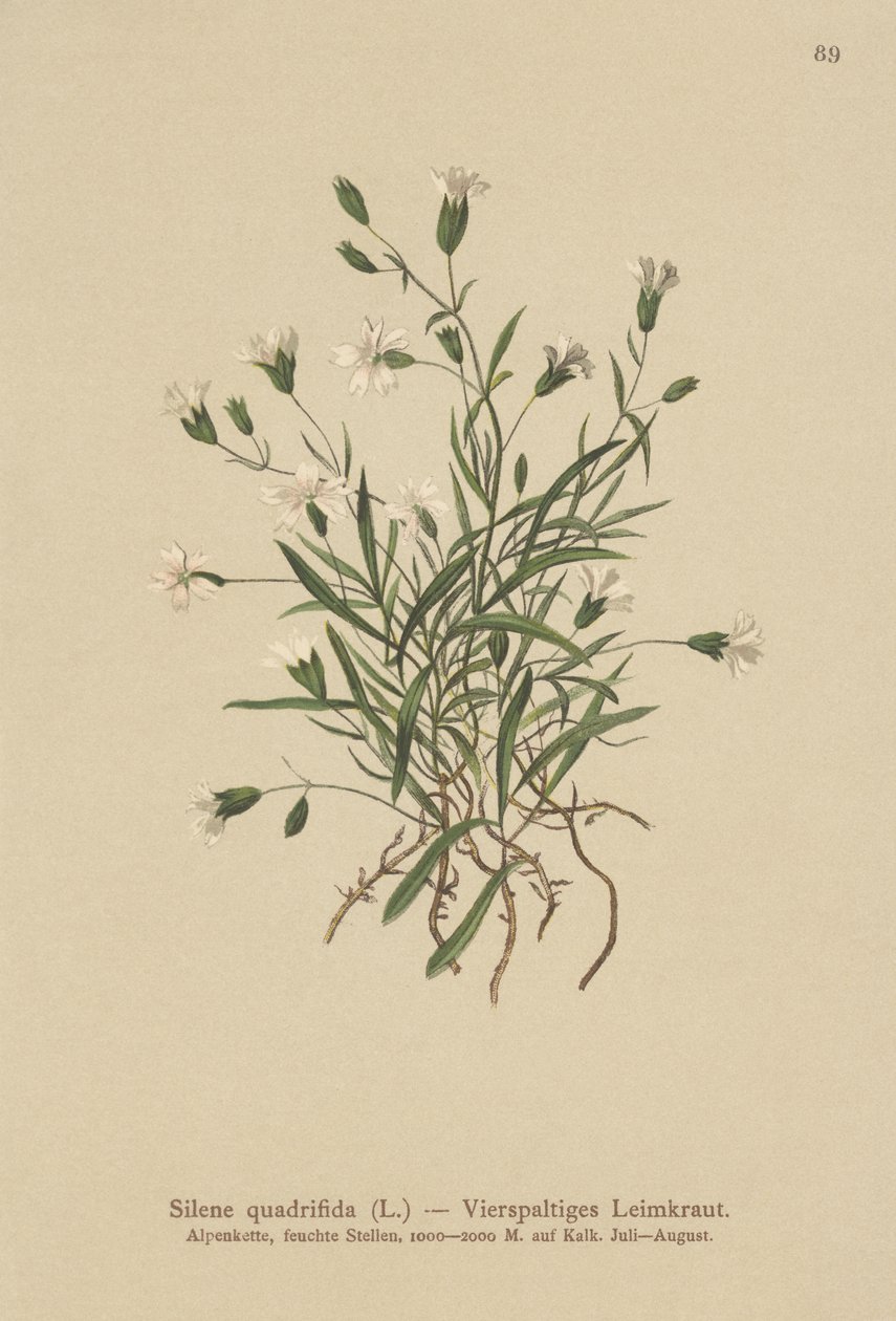 جبال الألب (Silene quadrifida ، Ixoca quadrifida) بواسطة المدرسة الألمانية