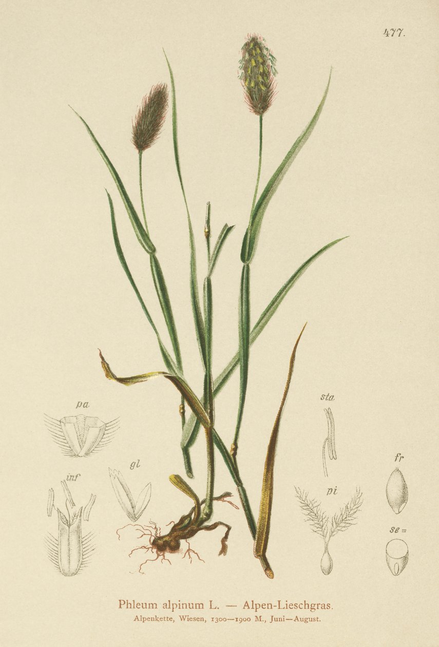ذيل القطط الألبية (Phleum alpinum) بواسطة المدرسة الألمانية