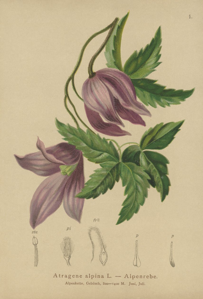 Alpine Clematis (Atragene alpina ، Clematis alpina) بواسطة المدرسة الألمانية