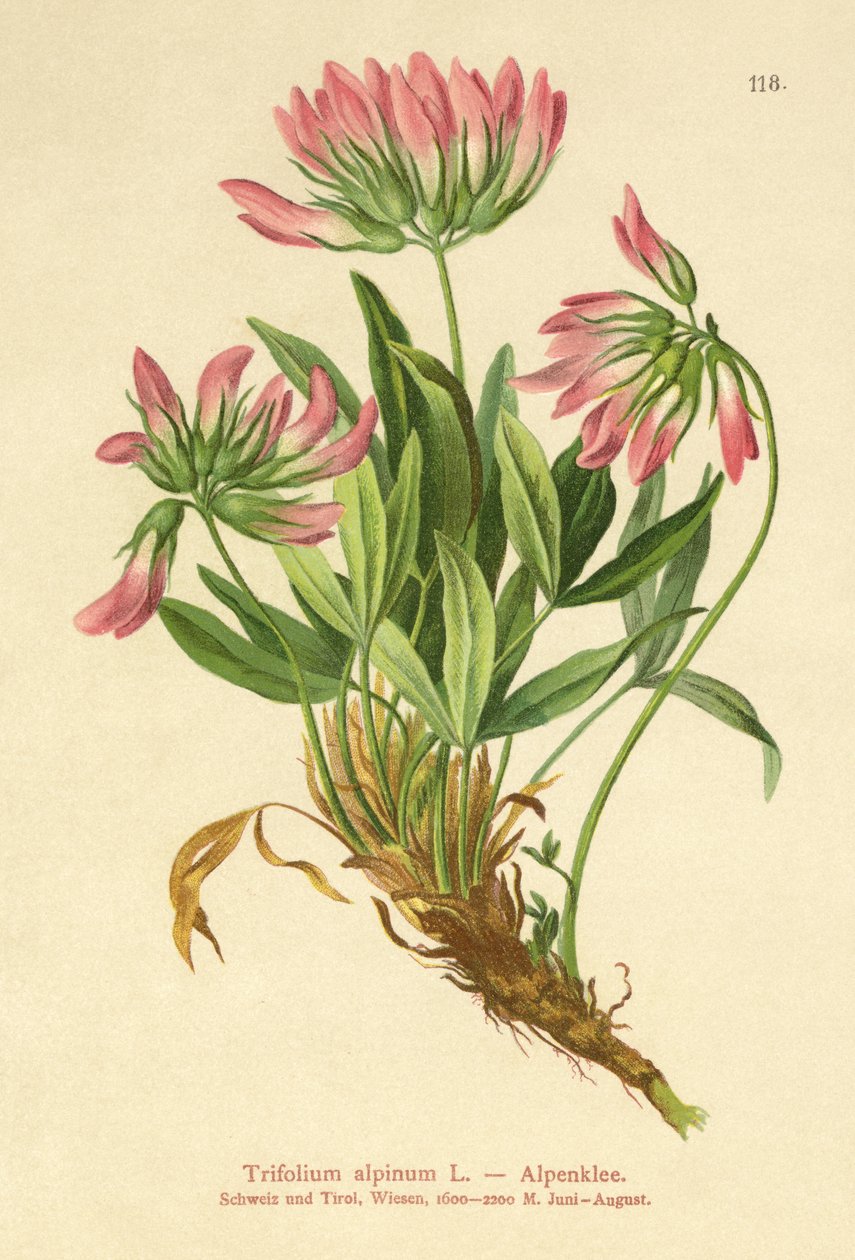 جبال الألب البرسيم (Trifolium alpinum) بواسطة المدرسة الألمانية