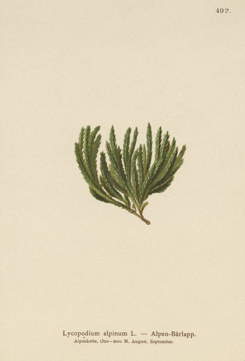 Alpine Clubmoss (Lycopodium alpinum ، Diphasiastrum alpinum) بواسطة المدرسة الألمانية