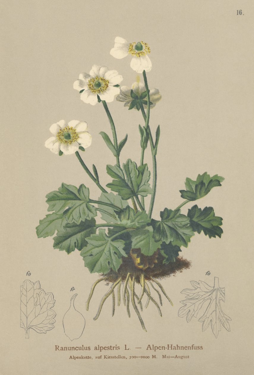 جبال الألب Crowfoot (Ranunculus alpestris) بواسطة المدرسة الألمانية