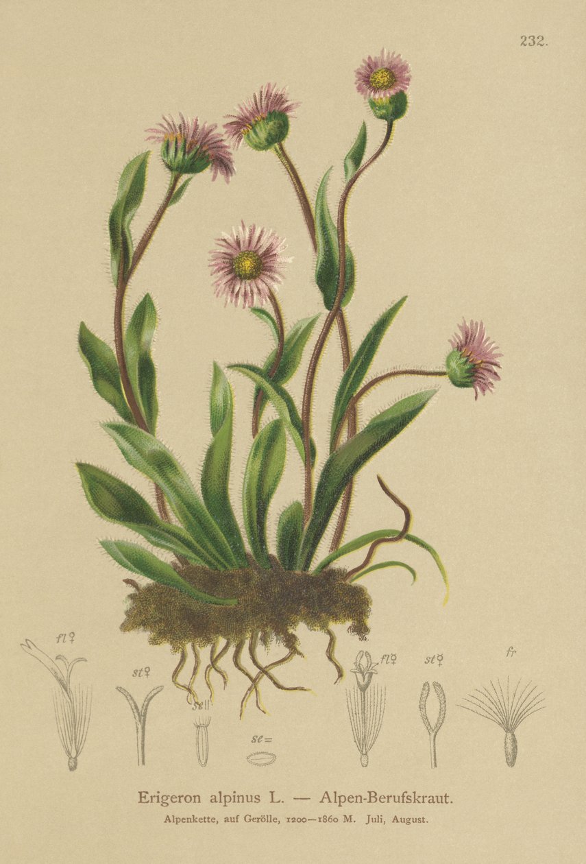 جبال الألب Erigeron (Erigeron alpinus) بواسطة المدرسة الألمانية