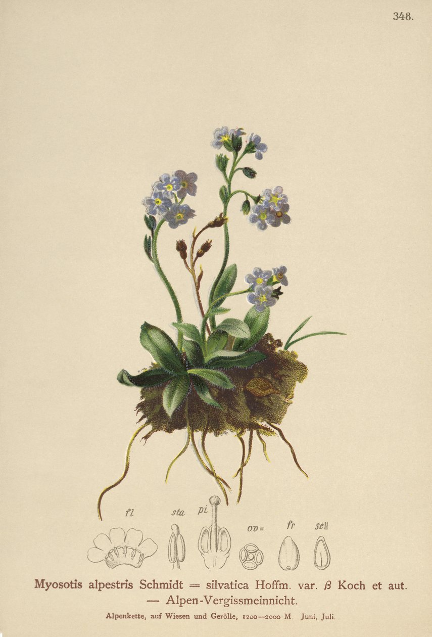 Alpine Forget-me-not (Myosotis alpestris ، Myosotis silvatica) بواسطة المدرسة الألمانية