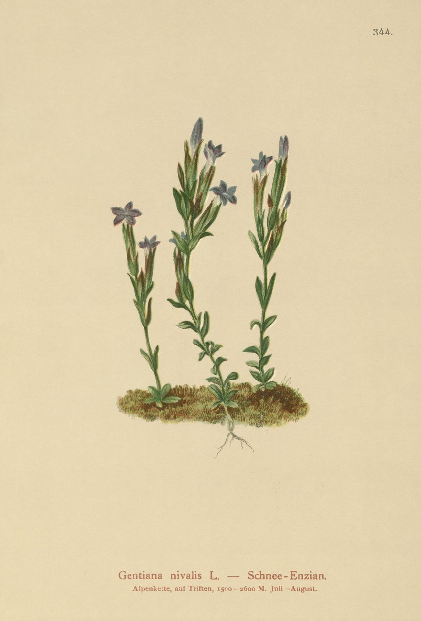 جبال الألب الجنطيانية (Gentiana nivalis) بواسطة المدرسة الألمانية