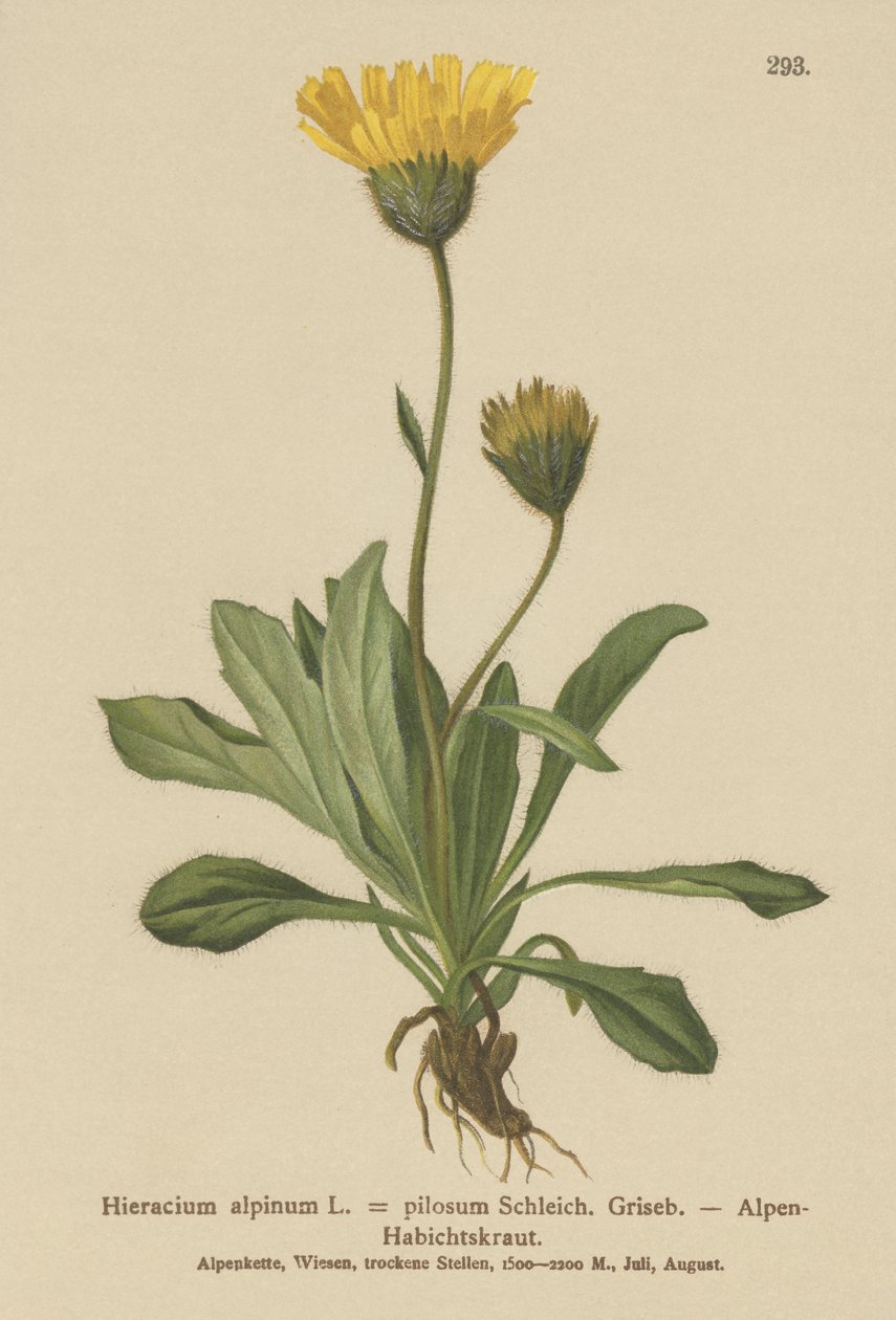 جبال الألب (الذرة الرفيعة Hieracium Alpen Hieracium hairiness) بواسطة المدرسة الألمانية