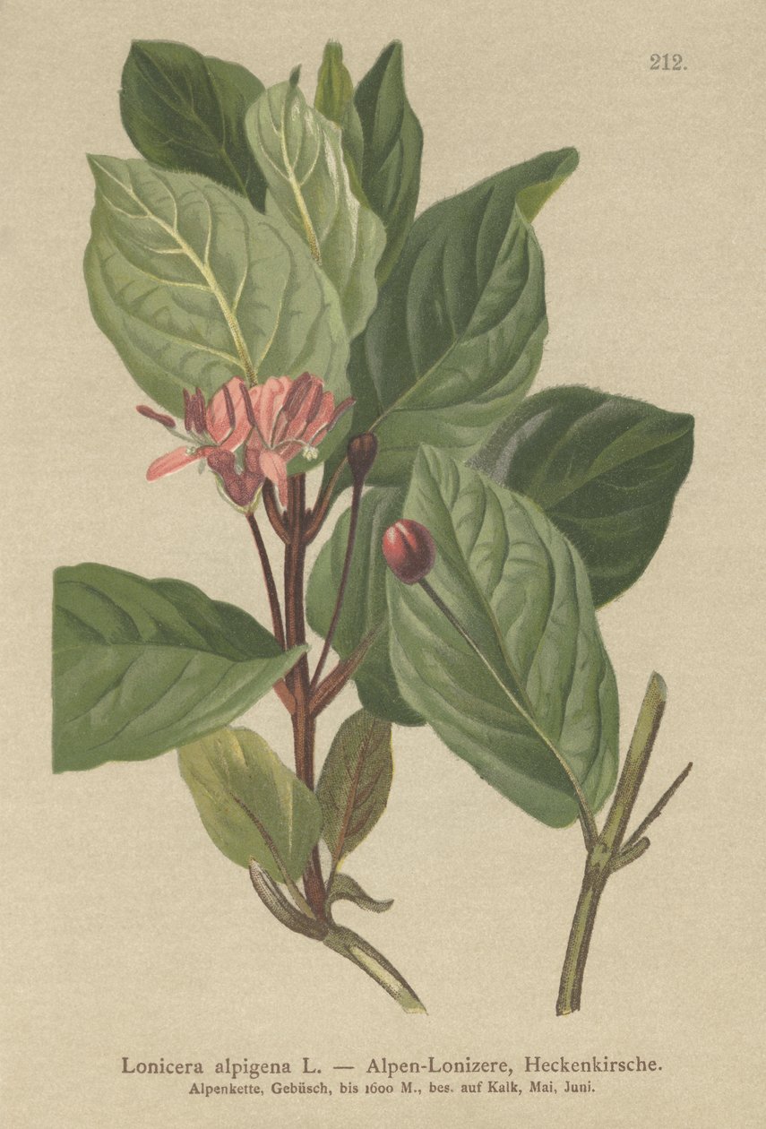 زهر العسل في جبال الألب (Lonicera alpigena) بواسطة المدرسة الألمانية