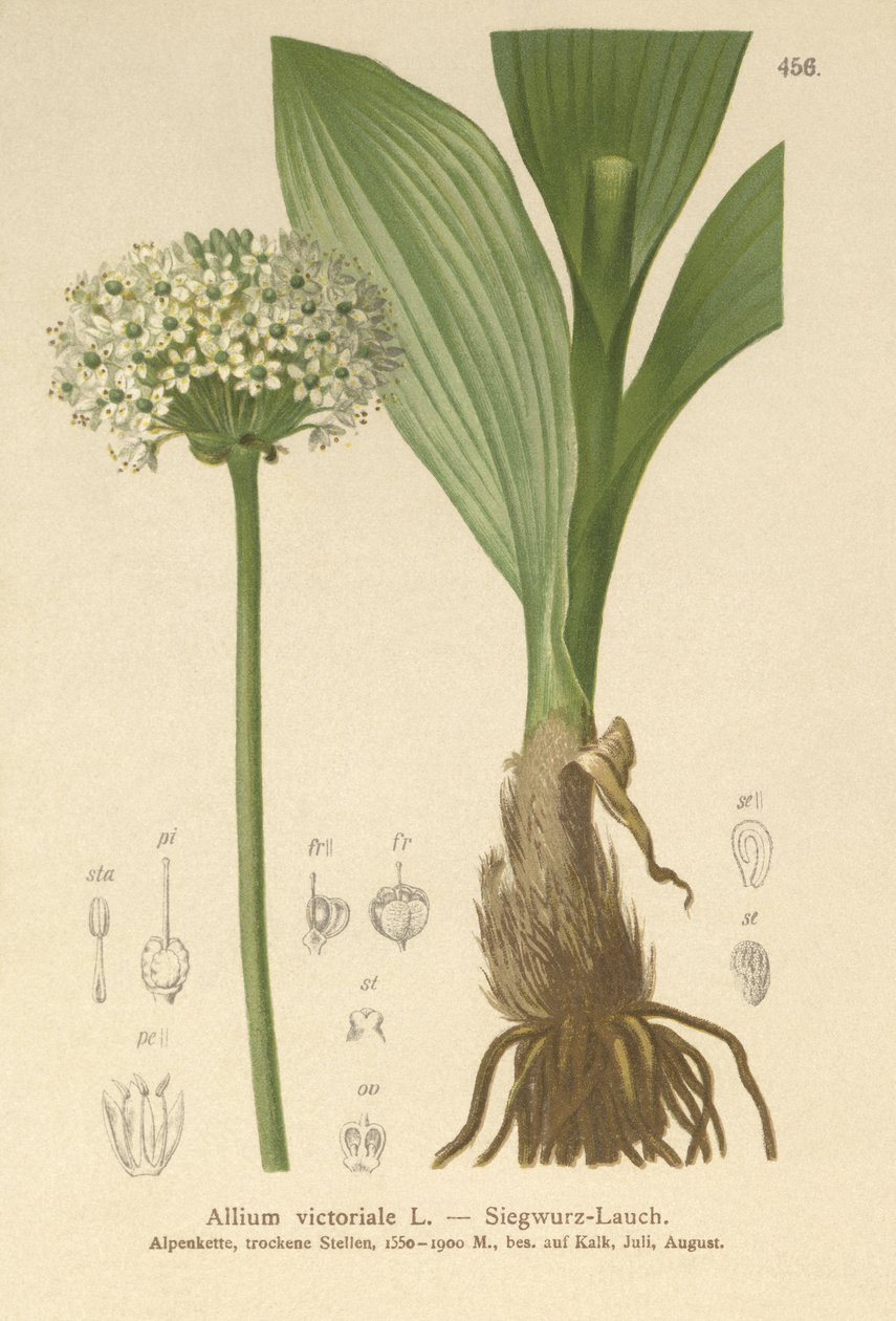 Alpine Leek (Allium، Allium، onion Victorialis، Geboscon Triphylus، plantagmeum Garlic، Allium anguinum) بواسطة المدرسة الألمانية
