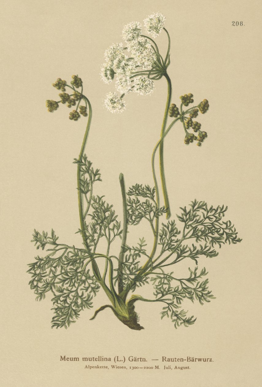 Alpine Lovage (My mutellina ، Lovage mutellina) بواسطة المدرسة الألمانية