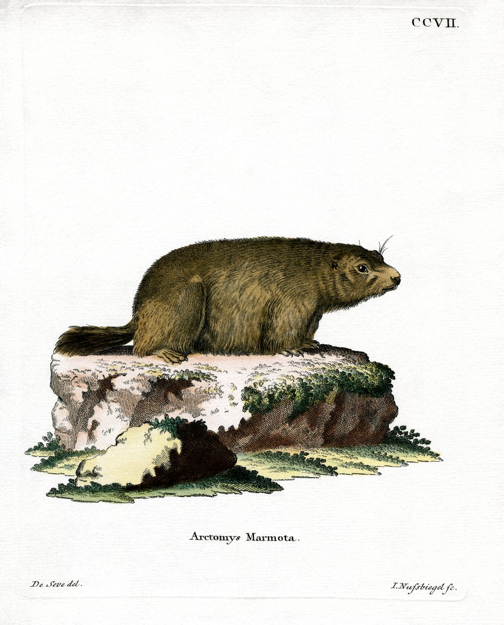 Alpine Marmot (coloured engraving) بواسطة المدرسة الألمانية
