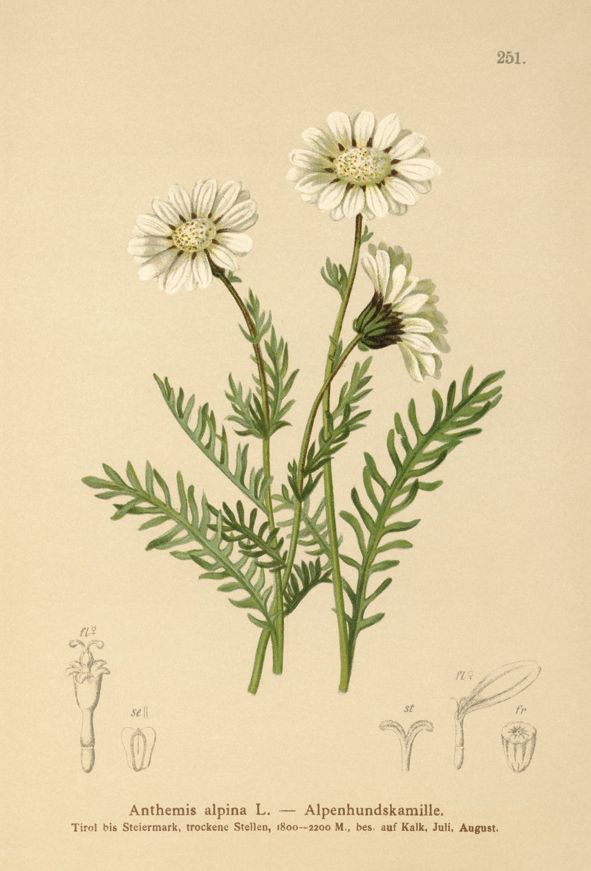 Alpine Mayweed (Anthemis alpina ، Achillea oxyloba subsp. schuri) بواسطة المدرسة الألمانية