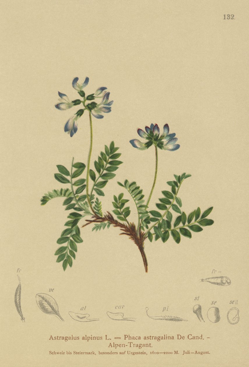Alpine Milkvetch (Astragalus alpinus ، Phaca astragalina) بواسطة المدرسة الألمانية