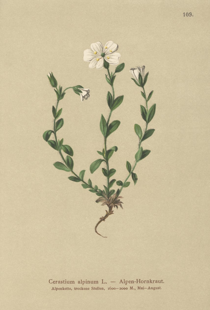 أذن فأر ألبية (Cerastium alpinum) بواسطة المدرسة الألمانية
