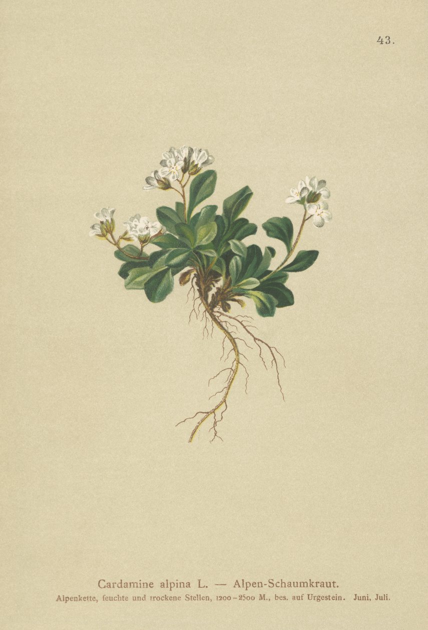 جبال الألب الروك الشمالية (Cardamine alpina) بواسطة المدرسة الألمانية