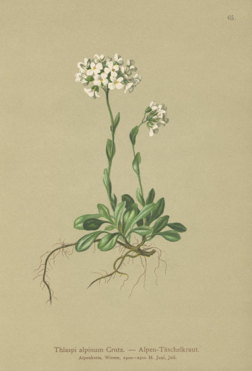 Alpyc Pennycress (Thlaspi alpinum ، Noccaea alpestris subsp. alpestris ، Thlaspi الأدنى ، Noccaea crantzii ، Thlaspi kerneri ، Thlaspi alpinum var. kerneri ، Thlaspi alpestre) بواسطة المدرسة الألمانية