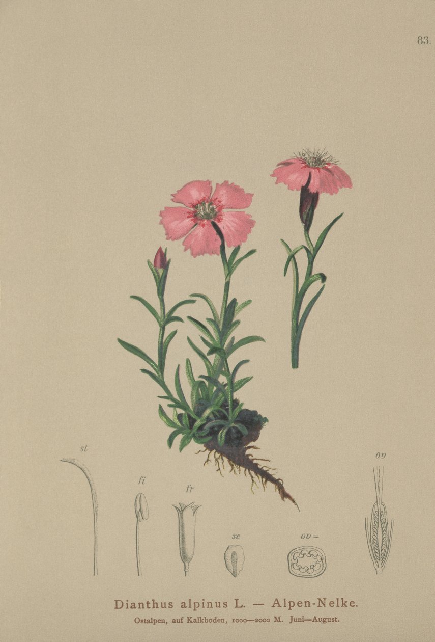 جبال الألب الوردي (Dianthus alpinus) بواسطة المدرسة الألمانية