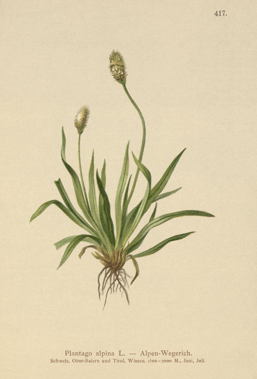 Alpine Plantain (Plantago alpina) بواسطة المدرسة الألمانية
